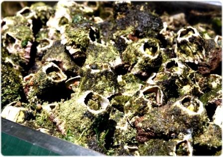 Cracas, as Primas Açorianas dos Percebes